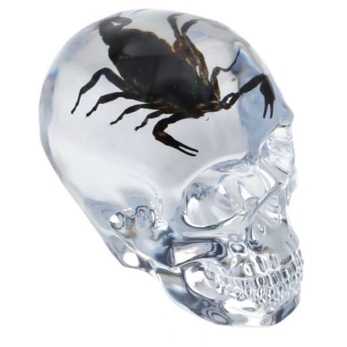 real scorpion is encased in acrylic skull desktop decoration, makes a great paperweight
