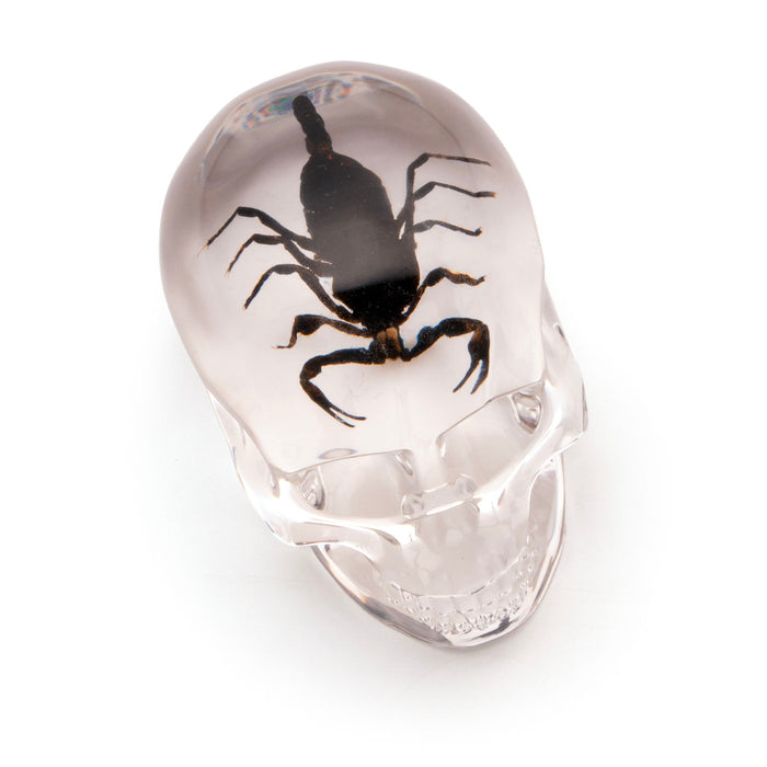 real scorpion is encased in acrylic skull desktop decoration, makes a great paperweight