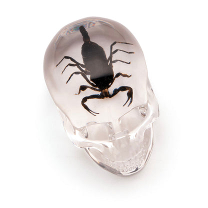 real scorpion is encased in acrylic skull desktop decoration, makes a great paperweight
