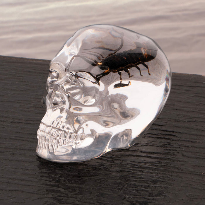 real scorpion is encased in acrylic skull desktop decoration, makes a great paperweight