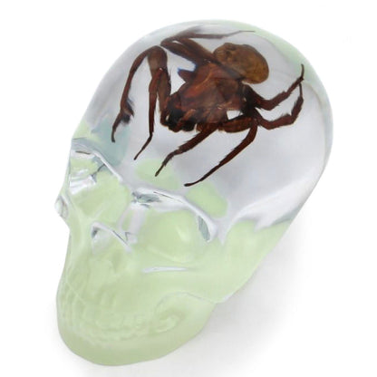 Glow in the dark clear skull with spider encased can be used as decor or a paperweight