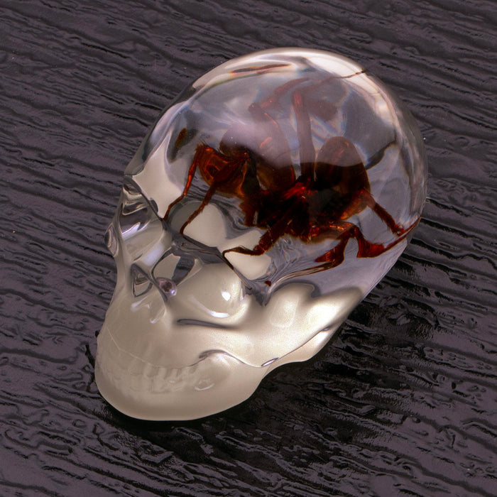 Glow in the dark clear skull with spider encased can be used as decor or a paperweight